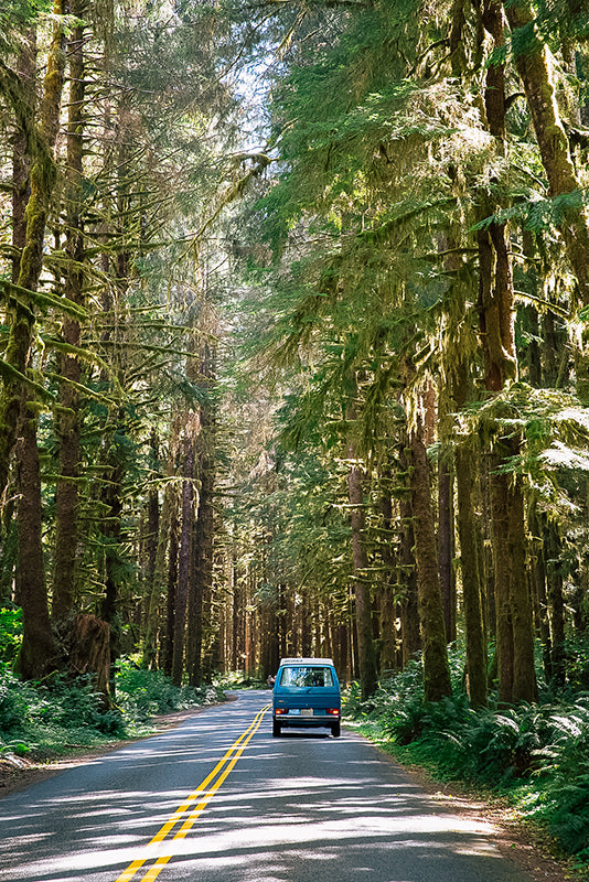 Bus in the forest